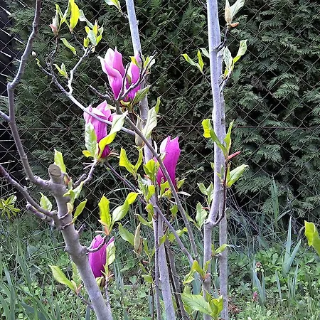 Akacfa Hortenzia זלקרוס