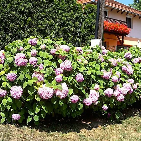 Akacfa Hortenzia דירה זלקרוס